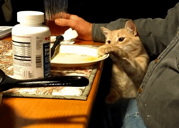 猫最喜欢吃什么，这些食物对猫咪来说（猫最喜欢吃什么水果）