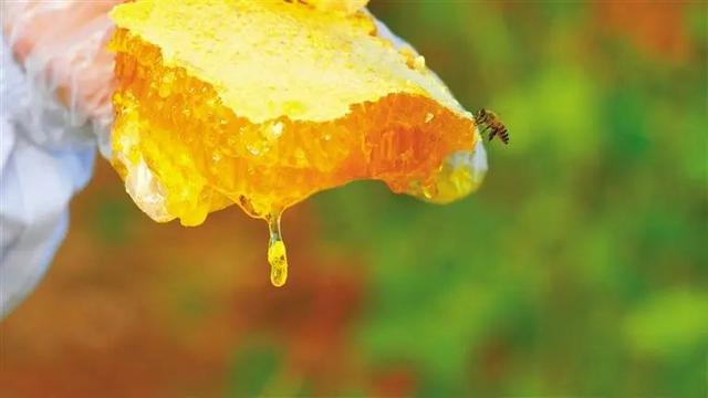哪种蜂蜜最好，蜂蜜爱好者不容错过的顶级好蜜