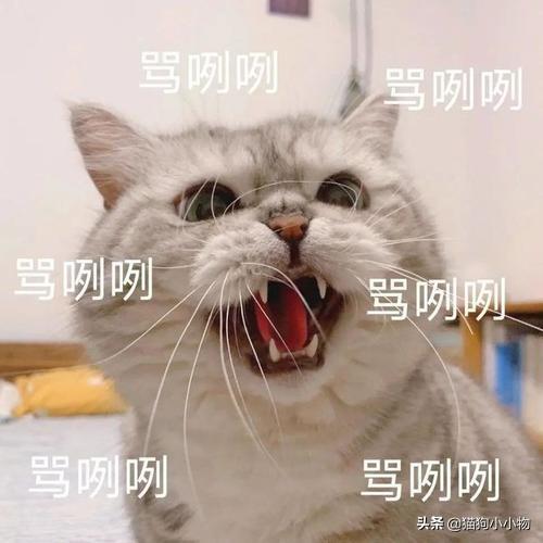 狗狗教什么意思，狗狗教是什么意思（圣火“喵喵教”PK光明“狗狗教”）