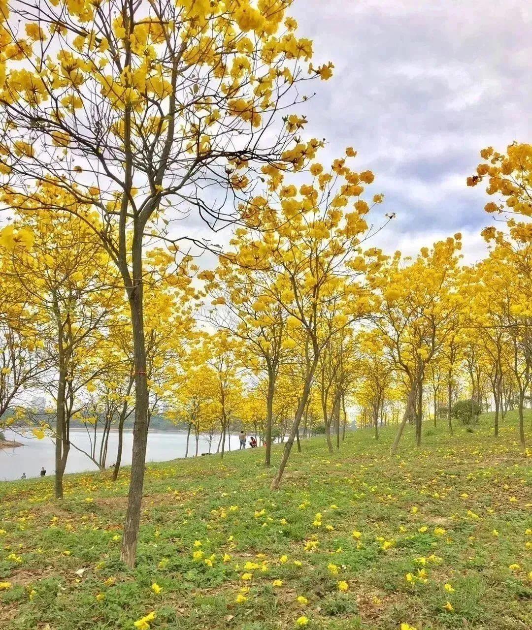 东莞自驾一日游更佳景点，打卡松山湖黄花风铃木+水濂山森林公园