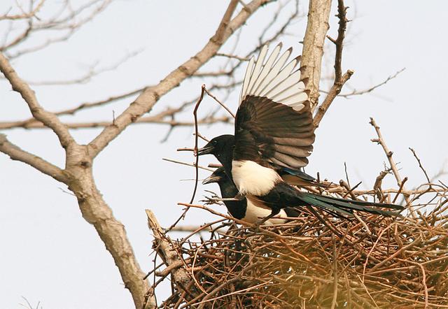 红嘴蓝鹊饲养方法介绍，红嘴蓝鹊饲养鸟架尺寸（居然用钢筋做鸟窝）