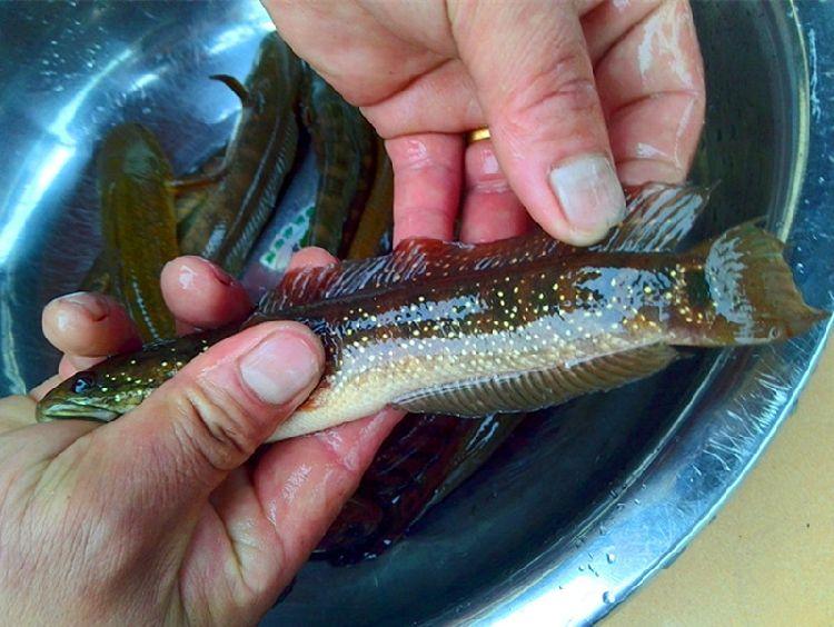 野生月鱧要多少錢一斤(農村河裡多到沒人吃的5種小魚) - 價格百科