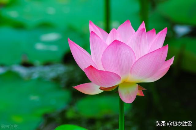 红莲花有什么寓意和象征，红莲花有什么寓意和象征风水（仲夏清新一朵莲美诗六首）