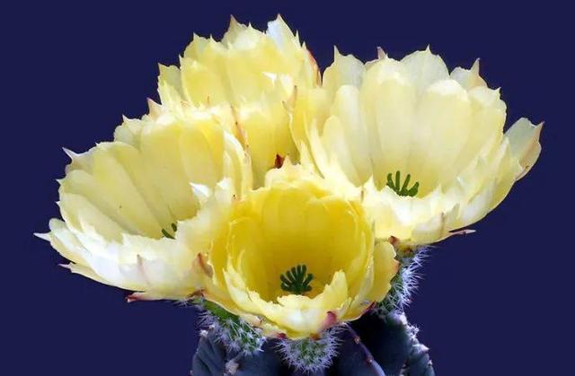 鲜花图片，鲜花图片下载 免费（分享图片：60款精美花卉图）