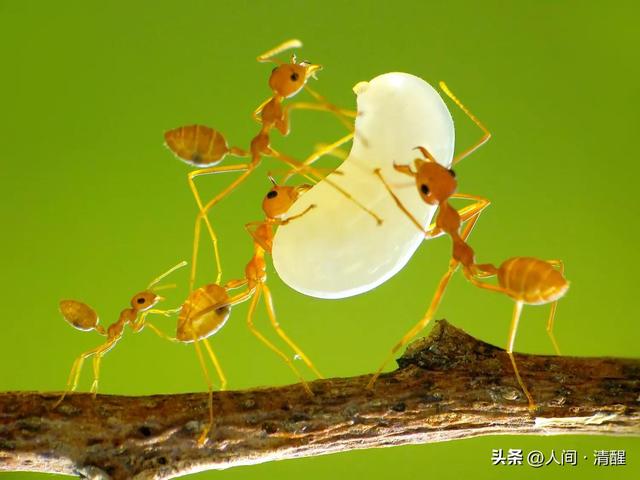蚂蚁喜欢吃什么食物,大象爱吃什么东西(关于各种蚂蚁的简介) 蚂蚁喜欢吃什么食物,大象爱吃什么东西(关于各种蚂蚁的简介)