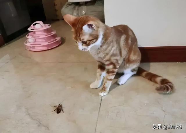 蟑螂是怎么产生的，蟑螂是怎么形成的（人送外号“小强”）