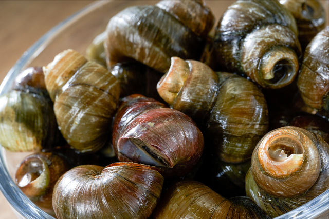 田螺要剪掉尾部吗，田螺尾部剪掉田螺还能活吗（田螺要想吃着放心）