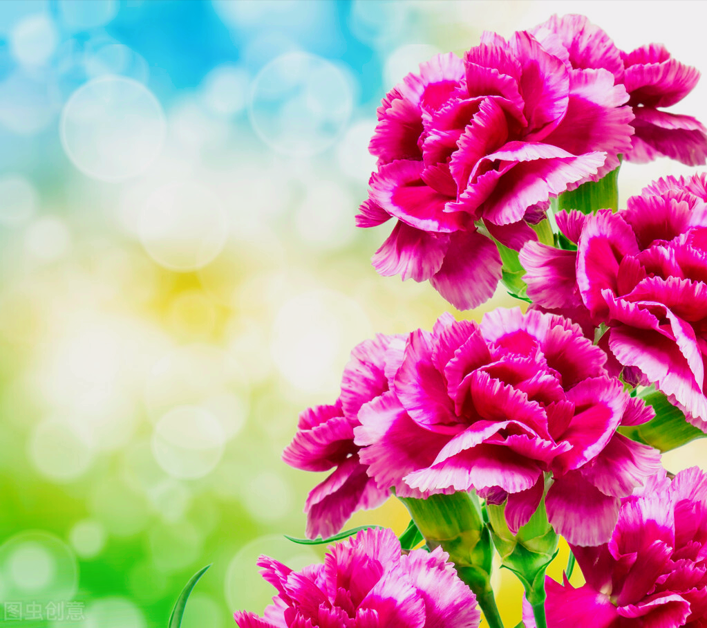 送一束感恩花,送一份难忘的情.香石竹花【花语】期待,纯洁.