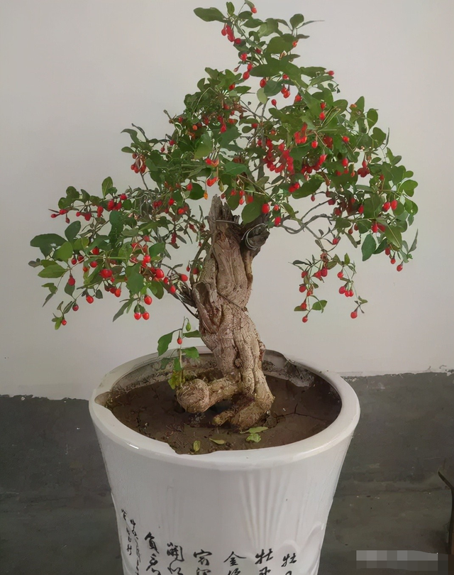 芦荟饮料都有哪几种，芦荟饮料都有哪几种牌子（“大病小病”都走光）