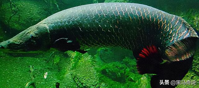 世界上最恐怖的鱼类是什么，世界上最恐怖的鱼是什么鱼,排行榜（十大恐怖生物告诉你）