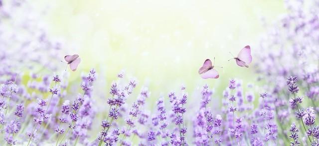 春天最早开花的树，春天最早开花的树是什么树和花（有一种死亡叫做遗忘）