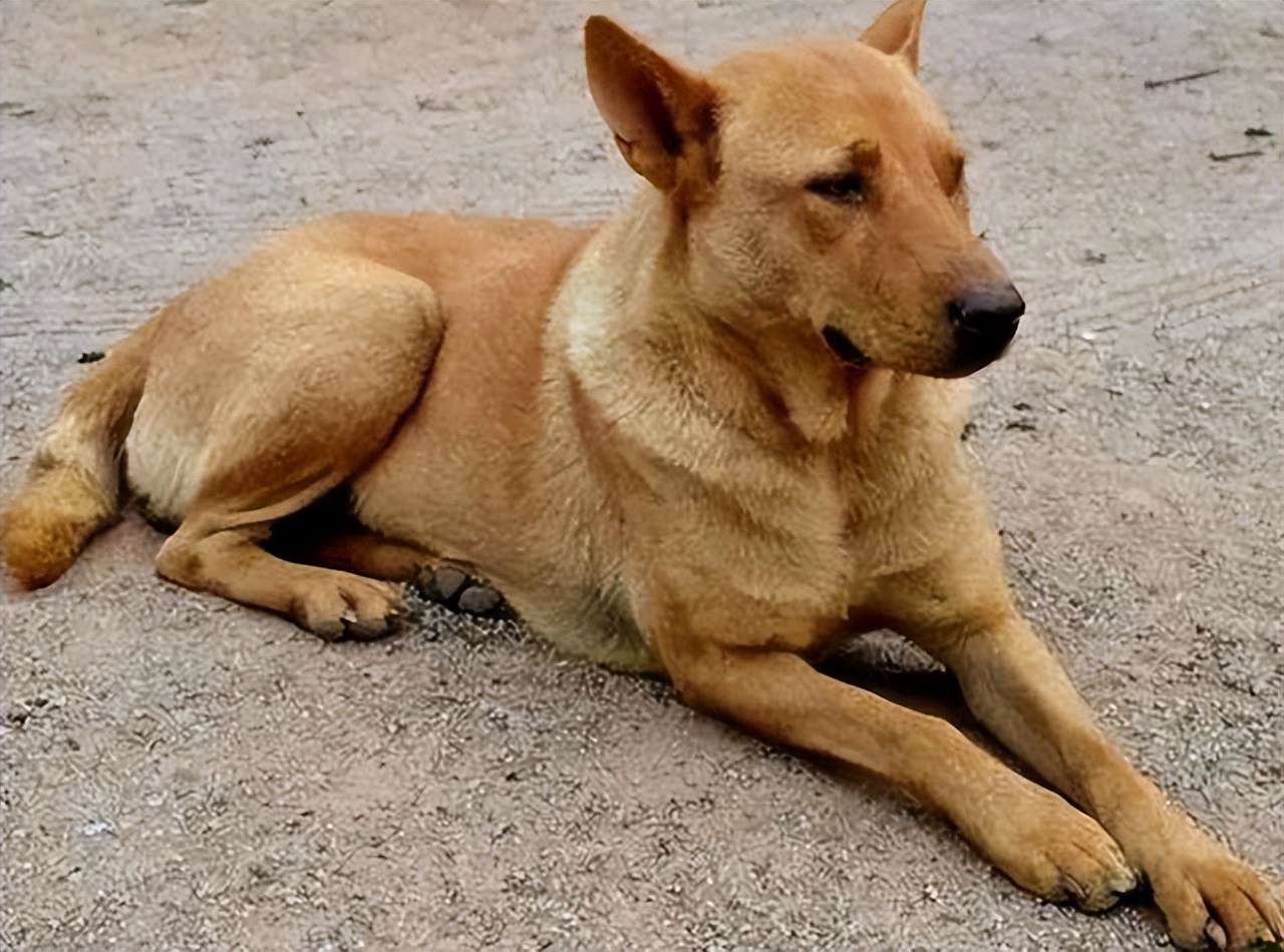 最忠心的五种狗(狗界)