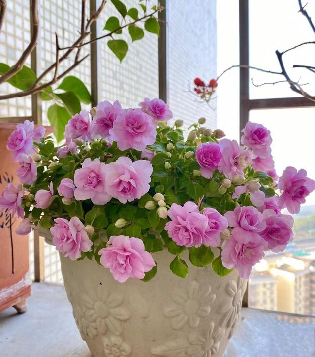 家中养什么花好，室内适合养什么花（9种洋气花）