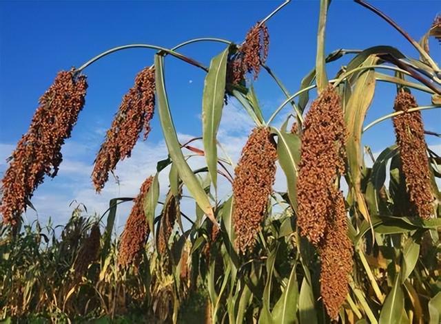 2020年高粱收购价格，2020年高粱价格走势