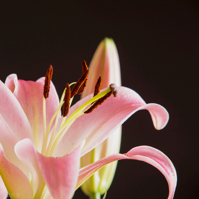 金色玫瑰花花語是什麼,金紅色玫瑰花語(花開無聲卻有情)