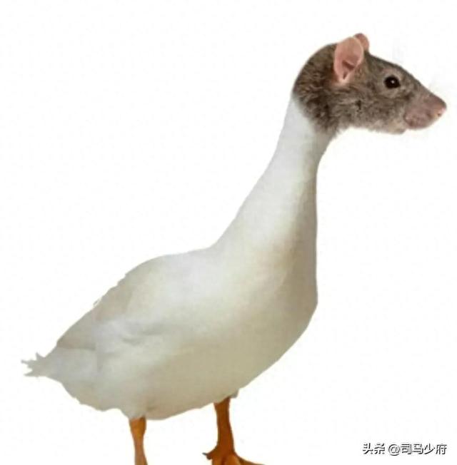 这个对子牛逼
