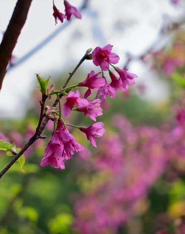 樱桃什么时候开花，樱桃花什么时候开花（樱花谢了能结樱桃吗）