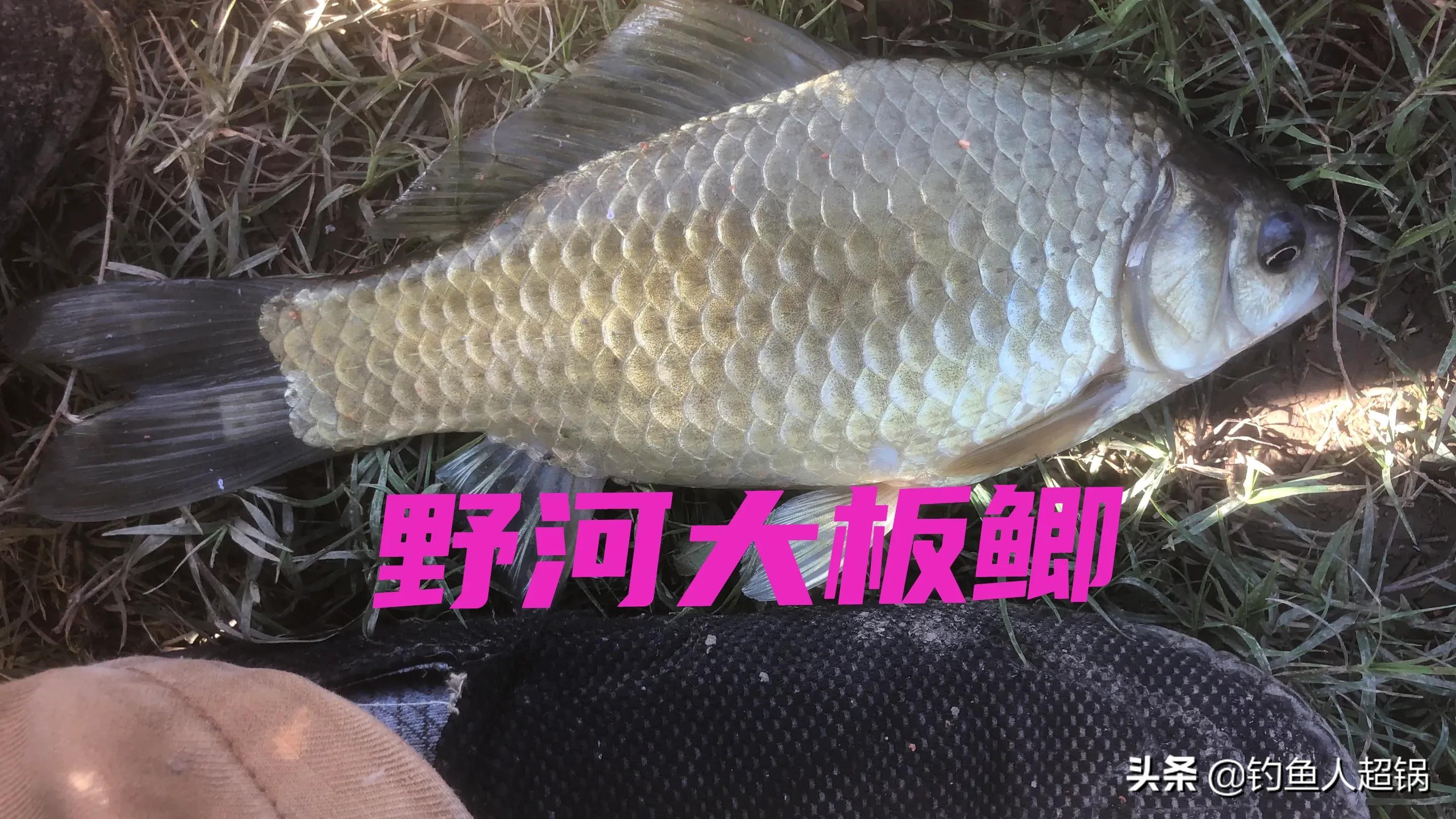 新手必学：全套钓鱼调漂技巧教学视频，手把手教你快速上手，轻松掌握实战要领