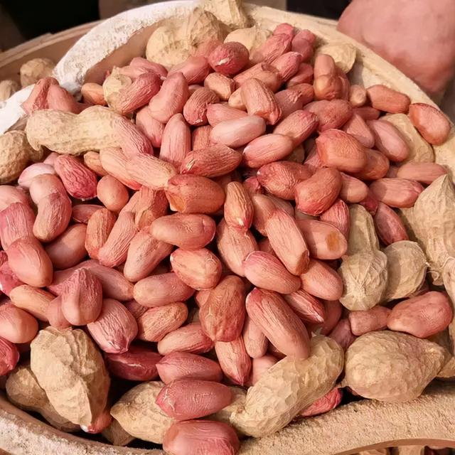 早熟花生品种,早熟花生品种图片(4粒高产红皮花生种)