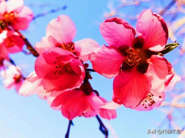 有关杏花的诗句，关于杏花的诗句有哪些（一枝红杏出墙来）