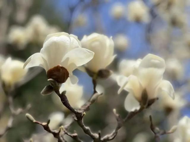 遇见最美的小镇，去针灸小镇赴一场玉兰之约~