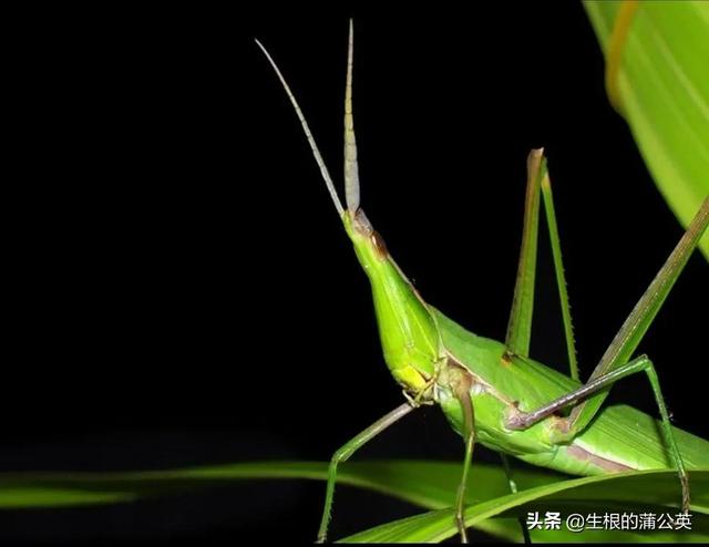 蚂蚱几条腿，蚂蚱几条腿打三个数字（这几种蚂蚱，小时候你抓过几种）