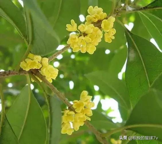 各种花的花语及寓意花语，各种花的花语和象征（你知道这些花的花语吗）