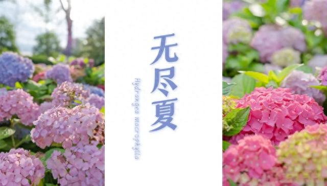 夏日颜值最佳！乐山这片绣球花海酷似爱丽丝仙境，一天打来回！