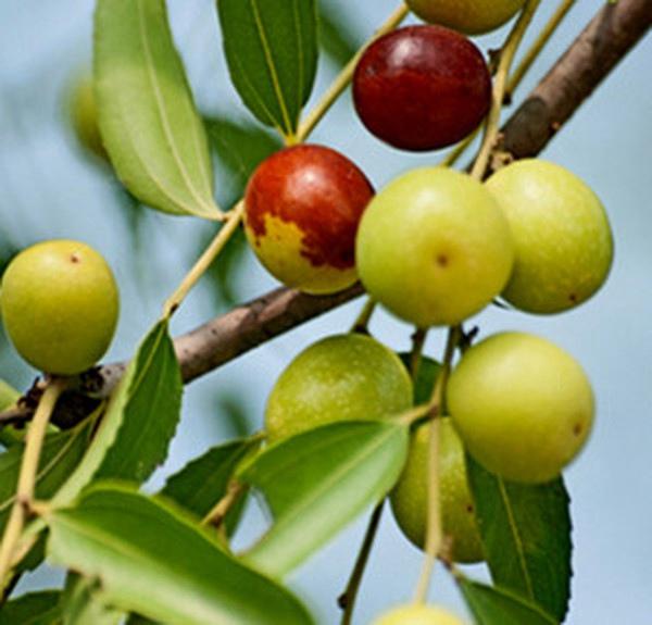 擂枣为什么叫擂枣,擂枣有什么功效(它是江西省传统的地方名点之一)