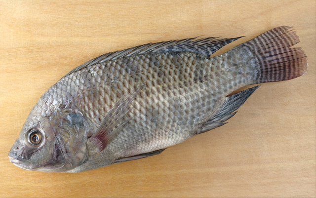 什么鱼适合清蒸，什么鱼适合蒸（带你认识不同的鱼和吃法）