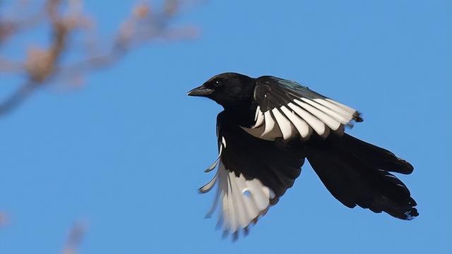 红嘴蓝鹊饲养方法介绍，红嘴蓝鹊饲养鸟架尺寸（居然用钢筋做鸟窝）