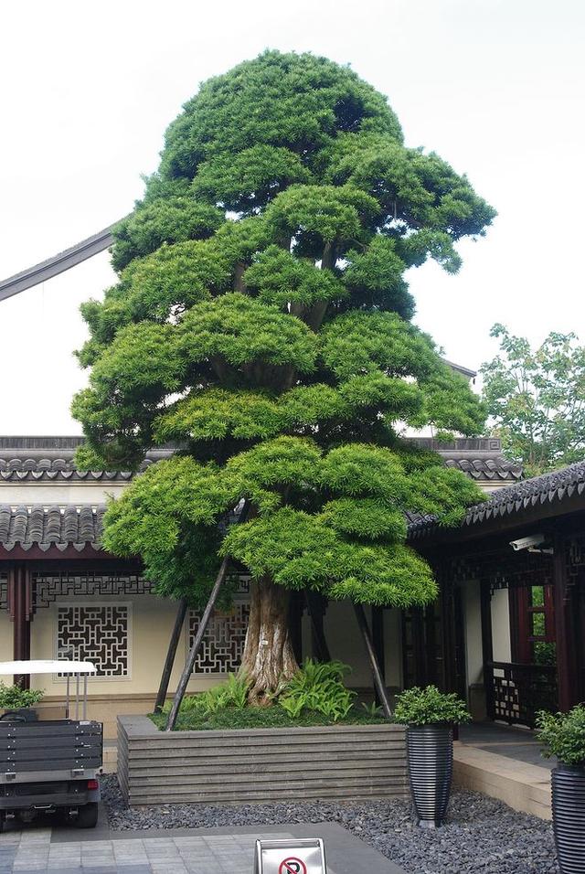 院里种什么树对风水好，农村院子里种什么树风水好