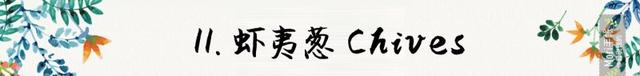 迷迭香是什么，西餐中常用的15种香料和香草（迷迭香是什么时候出的）