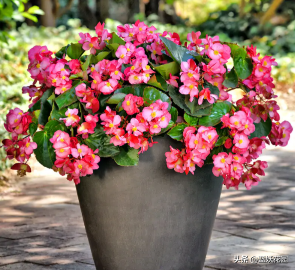 秋海棠的养殖方法,秋海棠养殖方法(新手很容易养好的四季秋海棠)