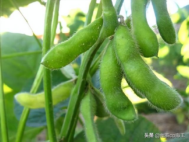 夏季毛豆的做法，夏天毛豆怎么做好吃（毛豆的几种做法简单又好吃）