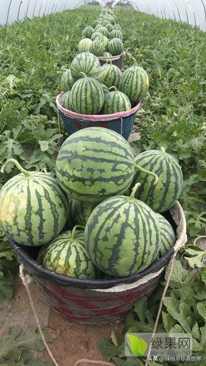 盐城特产介绍，盐城特产（大自然寂静之美造就这里的特色美食）