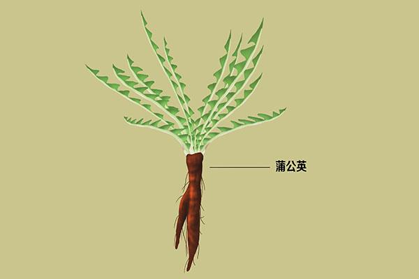 蒲公英茶的作用，蒲公英茶的功效与作用（蒲公英能在48小时内）