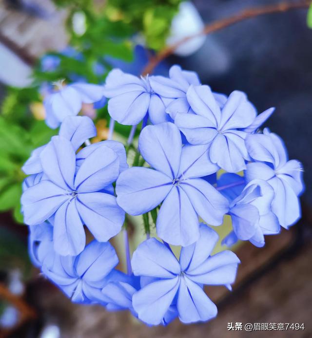 蓝雪花花语和象征意义，蓝雪花花语