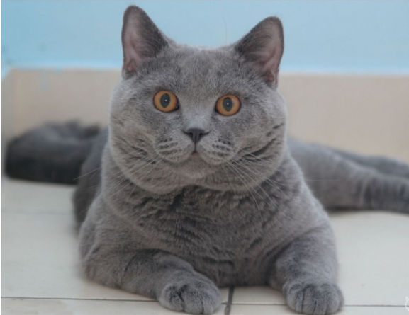 猫咪的品种有哪些，什么猫咪好看又好养