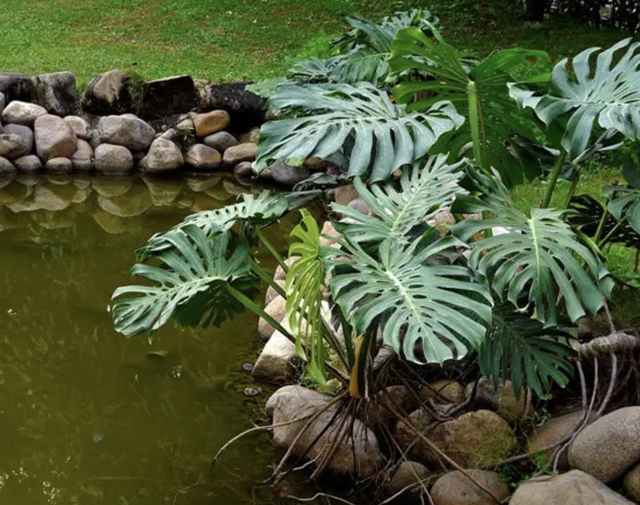 巴西木花语和寓意，巴西木开花的花语（养2盆镇宅、旺家）