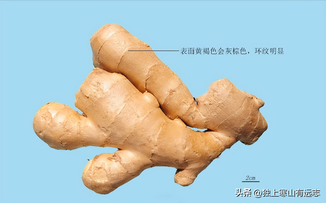 干姜和生姜的区别，生姜和干姜的区别（来自姜科家族的中药）