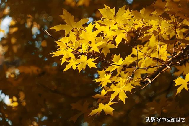 风寒犯肺的症状，风寒入肺症状有哪些（从“风”论治慢性阻塞性肺疾病）