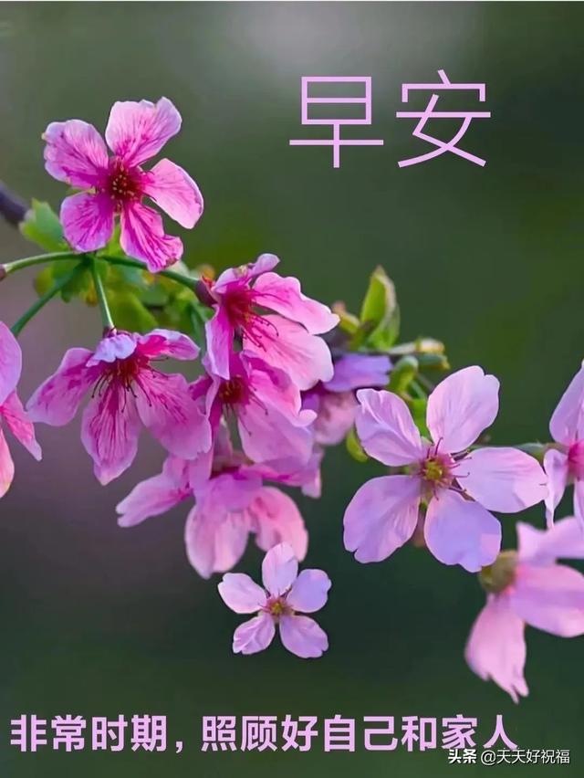 疫情愿一切安好的唯美句子，疫情过后愿一切安好一句话（继续防疫不松懈,迎来人间百花开。请多保重）