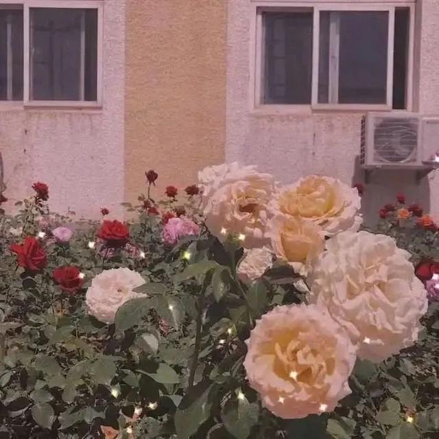 简短动人情话，简短动人情话句子（撩人情话最暖心的短句）