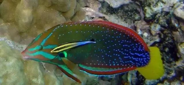 100多种神仙鱼欣赏，鳕鱼图片大全