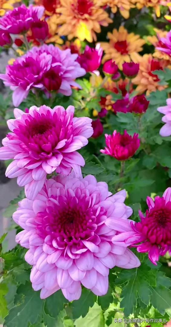 腊梅图片，一花一世界（腊梅图片）