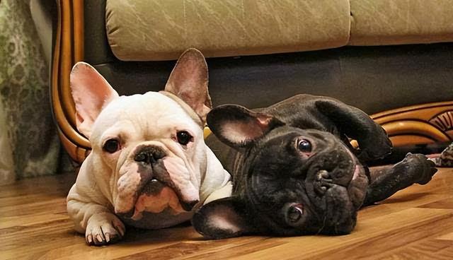 家庭适合养什么犬，十大最适合家庭养的宠物狗（9种最适合养的狗狗）