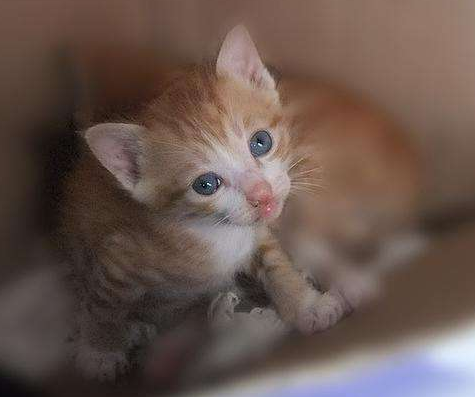 刚出生的小猫怎么养，刚出生的小猫怎么养,能喝纯牛奶吗（新生猫的养育注意事项有哪些）