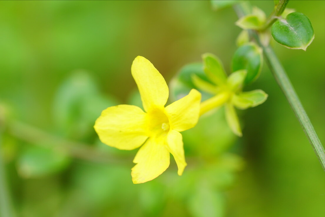 赞美桃花的词句，赞美桃花的短句（带我们走过美不胜收的一年四季）