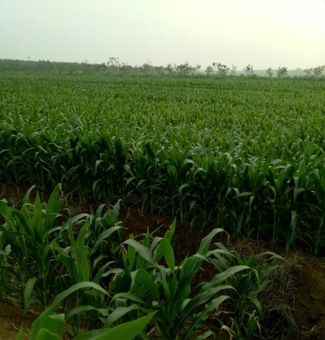 中国传统祭祀仪式，祭祖仪式开场白（2018年92岁台湾老兵回重庆老家祭祖）